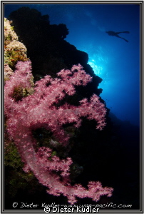 Diving with Will at Lionfish Wall, Yap Island, Micronesia by Dieter Kudler 